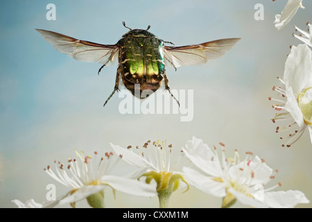 Rose Vert (Cetonia aurata) Chafer, taking off Banque D'Images