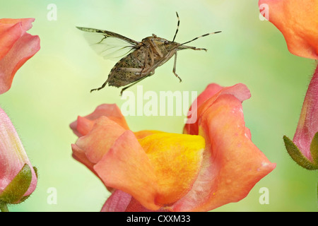 Stink bug (Rhaphigaster nebulosa), en vol Banque D'Images