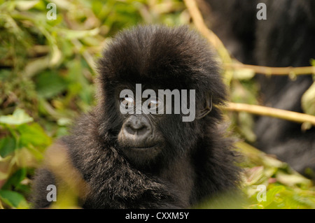 Bébé gorille de montagne (Gorilla beringei beringei) du groupe Hirwa au pied du volcan Gahinga, Parc National des Volcans Banque D'Images