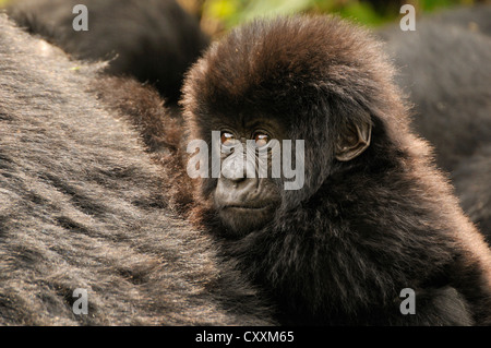 Bébé gorille de montagne (Gorilla beringei beringei) à partir de l'Hirwa group au pied de la Volcan Gahinga Banque D'Images