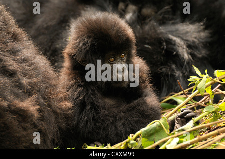 Bébé gorille de montagne (Gorilla beringei beringei) à partir de l'Hirwa group au pied de la Volcan Gahinga Banque D'Images