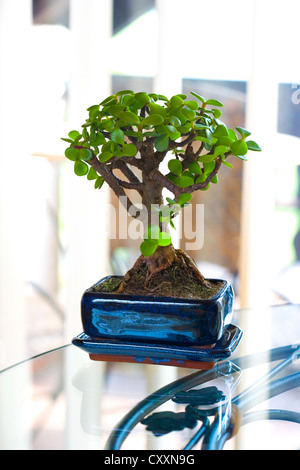 Arbre de bonzaies, Jade plant (Portulacaria afra) Banque D'Images