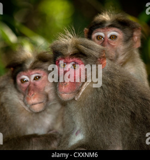 Groupe de Macaques Rhésus timide dans Periyar, Inde Banque D'Images