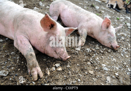 Les porcs, les porcs, les porcs endormi du sommeil Banque D'Images