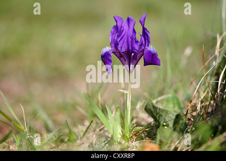 Iris nain (Iris pumila), variété à fleurs bleu, le lac de Neusiedl, Burgenland, Autriche, Europe Banque D'Images
