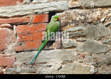 Héron pourpré ou Perruche à collier (Psittacula krameri) perché sur un mur de pierre dans le parc du Banque D'Images