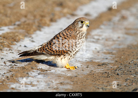 Faucon crécerelle (Falco tinnunculus), femme assise sur un chemin de terre en hiver, à Neunkirchen Siegerland Banque D'Images