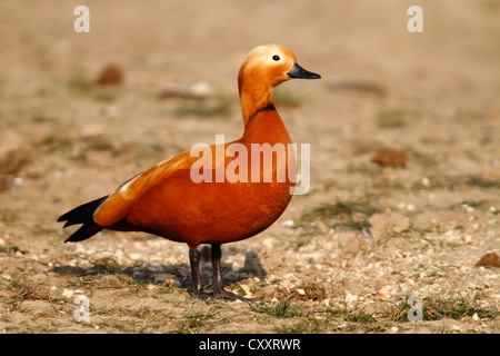 Tadorne Casarca (Tadorna ferruginea), homme debout sur un pré, l'Île Bislicher, Rhénanie du Nord-Westphalie Banque D'Images