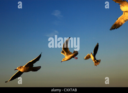 Mouettes volantes. Le coucher du soleil. Close Up. Banque D'Images