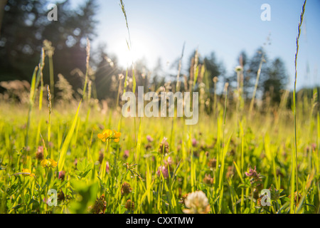Rétro-éclairé, les herbes sur une prairie de fleurs, les lan, Tyrol, Autriche, Europe Banque D'Images