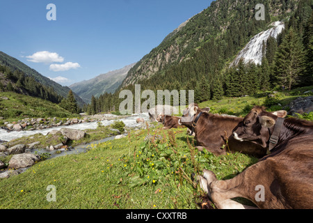 Les bovins, les vaches brunes tyrolien sans cornes à ruminer, Grawa Alm, alpage, vallée de Stubai, dans le Tyrol, Autriche, Europe Banque D'Images