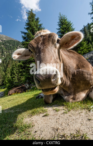 Les bovins, Brown tyrolien sans cornes de vache rumine, Grawa Alm, alpage, vallée de Stubai, dans le Tyrol, Autriche, Europe Banque D'Images