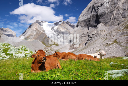 Les vaches Tarentaise dans le Parc National de la Vanoise Banque D'Images