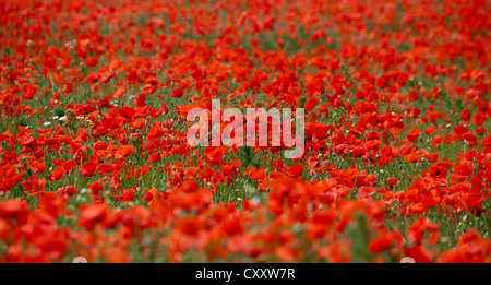 Champ de pavot (Papaver floraison sp.), Palatinat, Rhineland-PalatinateD'UTILISATION NON EXCLUSIVE POUR LE CALENDRIER, 2015, TERRITOIRE : D, A, CH Banque D'Images