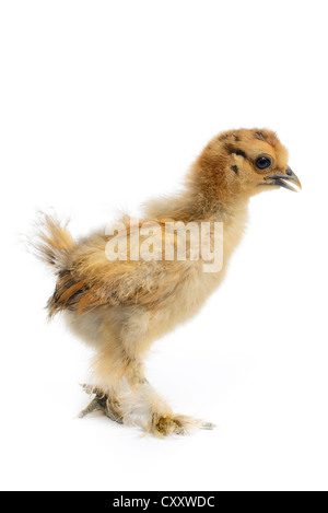 Silky poulet (Gallus gallus domesticus) isolé sur fond blanc. Banque D'Images