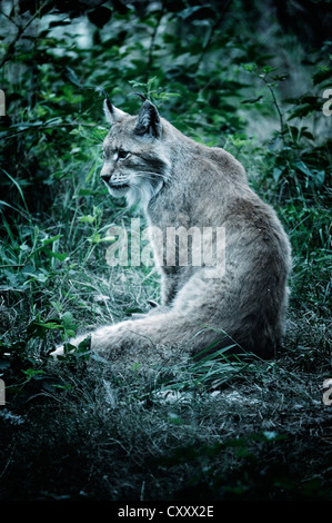 Lynx Boréal ou le lynx (Lynx lynx), assis, en captivité, Muenster, Rhénanie du Nord-Westphalie Banque D'Images Lynx Boréal ou le lynx (Lynx lynx), assis, en captivité, Muenster, Rhénanie du Nord-Westphalie Banque D'Images