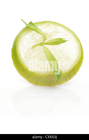 Tranches de lime avec une branche de menthe, close-up Banque D'Images