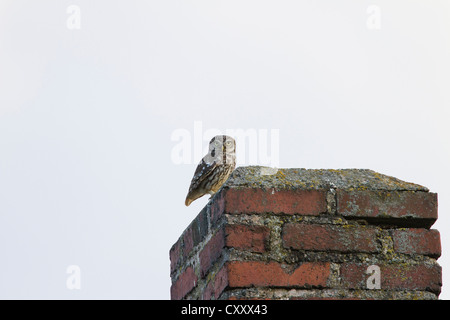 Chouette chevêche (Athene noctua) perché sur une cheminée, Limburg an der Lahn, Hesse Banque D'Images