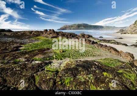 Plage avec des algues vertes sur les rochers à l'entrée d'Hoopers, péninsule d'Otago, île du Sud, Nouvelle-Zélande Banque D'Images