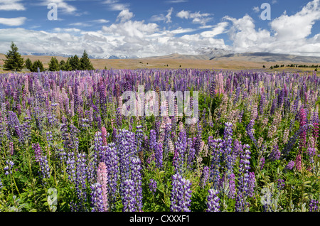 Champ lupin, lupin (Lupinus sp.), le Lac Tekapo, Fairlie, île du Sud, Nouvelle-Zélande Banque D'Images