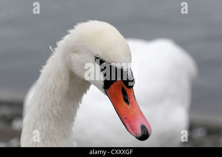 Mute Swan (Cygnus olor), mâle adulte, portrait, Londres, Angleterre, Royaume-Uni, Europe Banque D'Images