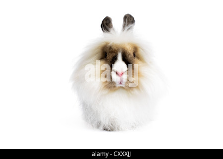 Lapin tête de lion Angora (Oryctologus cuniculus) isolé sur fond blanc. Banque D'Images