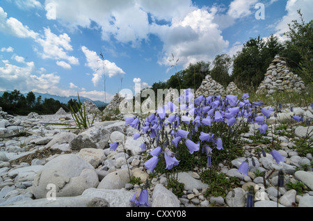Campanules (Campanula sp.), et les cairns sur les rives de la rivière Isar, Bavière Banque D'Images