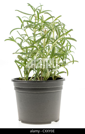 Rosemary herb croissant dans une plantpot en plastique noir Banque D'Images