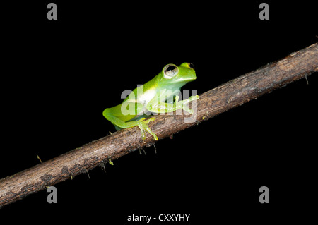 Glas frog (Cochranella midas), assis sur une branche, Lake Balaton forêt tropicale, Parc national Yasuni, en Equateur, Amérique du Sud Banque D'Images