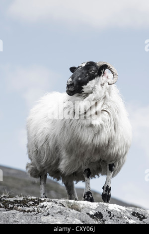 Les moutons à tête noire et des cornes, anneau de Beara, comté de Cork, Irlande, Europe Banque D'Images