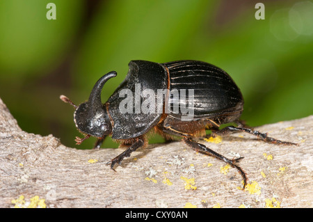 European du scarabée rhinocéros (Oryctes nasicornis), homme, lac Kerkini region, Grèce, Europe Banque D'Images