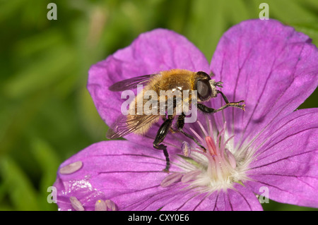 Grand narcisse fly (Merodon equestris), homme de manger le pollen de géranium sanguin (Geranium sanguineum), Untergroeningen Banque D'Images