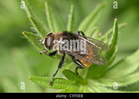 Grand narcisse fly (Merodon equestris var bulborum), femme au soleil, Untergroeningen, Bade-Wurtemberg Banque D'Images