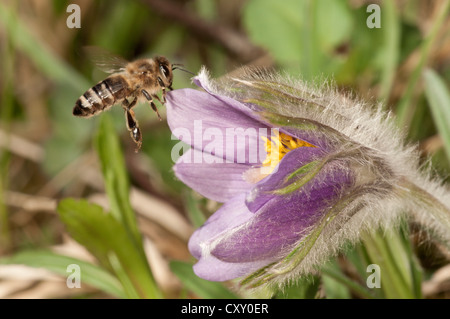 'Abeille à miel (Apis mellifera), approche d'une anémone pulsatille (Pulsatilla vulgaris), dans un jardin, Untergroeningen Banque D'Images