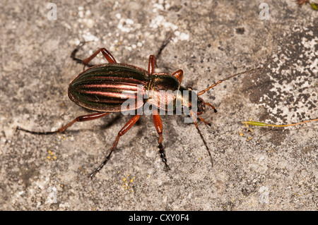 Golden zabre (Carabus auratus), Untergroeningen, Bade-Wurtemberg Banque D'Images