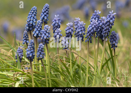 Grape Hyacinth (Muscari sp.), dans un jardin de Untergroeningen, Bade-Wurtemberg Banque D'Images