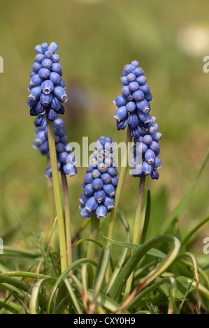 Grape Hyacinth (Muscari sp.), dans un jardin de Untergroeningen, Bade-Wurtemberg Banque D'Images