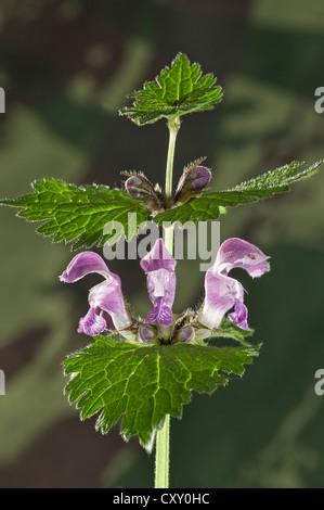 Repéré Deadnettle, Spotted Henbit ou violet Dragon (Lamium maculatum), Untergroeningen, Bade-Wurtemberg Banque D'Images