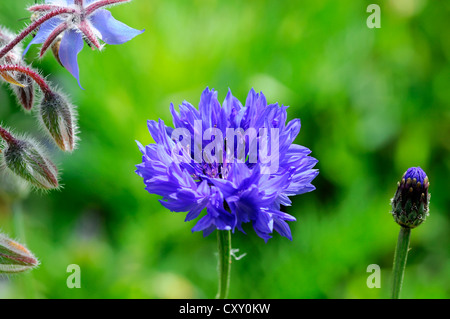 Bourgeon d'une fleur et de bleuet (Centaurea cyanus), Schwaebisch Gmuend, Bade-Wurtemberg Banque D'Images