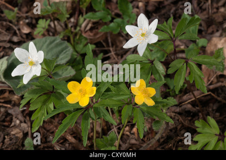 Anémone jaune, jaune anémone des bois (Anemone) et l'anémone des bois (Anemone nemorosa, windflower), Untergroeningen Banque D'Images