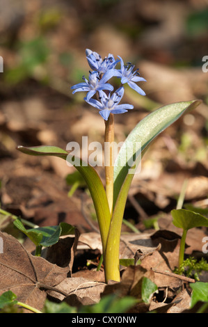 Deux feuilles (squill Scilla bifolia), Leinzell, Bade-Wurtemberg Banque D'Images