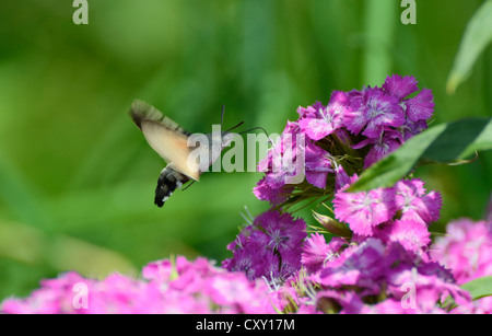 Hummingbird Hawk-moth (Macroglossum stellatarum ou Hummingmoth), la collecte de nectar sur la fleur d'une Dianthus 'Sweet, William' Banque D'Images