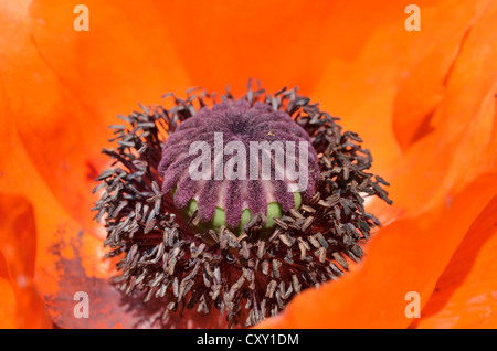 Capsule de fruits et les tubes polliniques d'une fleur de pavot rouge, pavot d'Orient (Papaver orientale) Banque D'Images