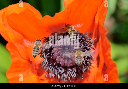 Les abeilles de l'Ouest (Apis mellifera) la collecte du pollen, approchant un coquelicot rouge, fleur de pavot d'Orient (Papaver orientale) Banque D'Images