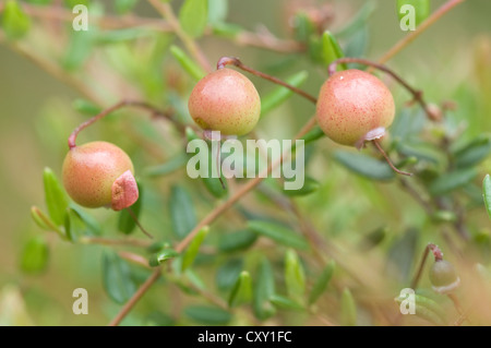 Canneberge, cranberry bog (Vaccinium oxycoccos), Niederlangen, Emsland, Basse-Saxe Banque D'Images