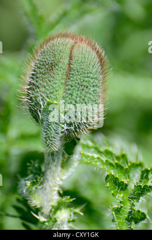 Pavot d'Orient (Papaver orientale), bouton floral Banque D'Images