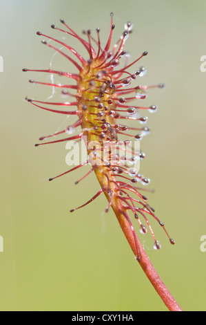 Les rossolis à feuilles rondes, rossolis (Drosera rotundifolia), Wesuweermoor tourbière, de l'Ems, Basse-Saxe Banque D'Images