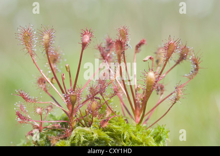 Les rossolis à feuilles rondes, rossolis (Drosera rotundifolia), Wesuweermoor tourbière, de l'Ems, Basse-Saxe Banque D'Images