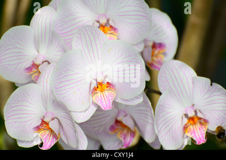 Panicule de fleurs orchidée Phalaenopsis blanc (hybride), Banque D'Images