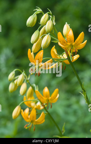 Martagon Lilium hansonii (verticillées), Haren, de l'Ems, Basse-Saxe Banque D'Images